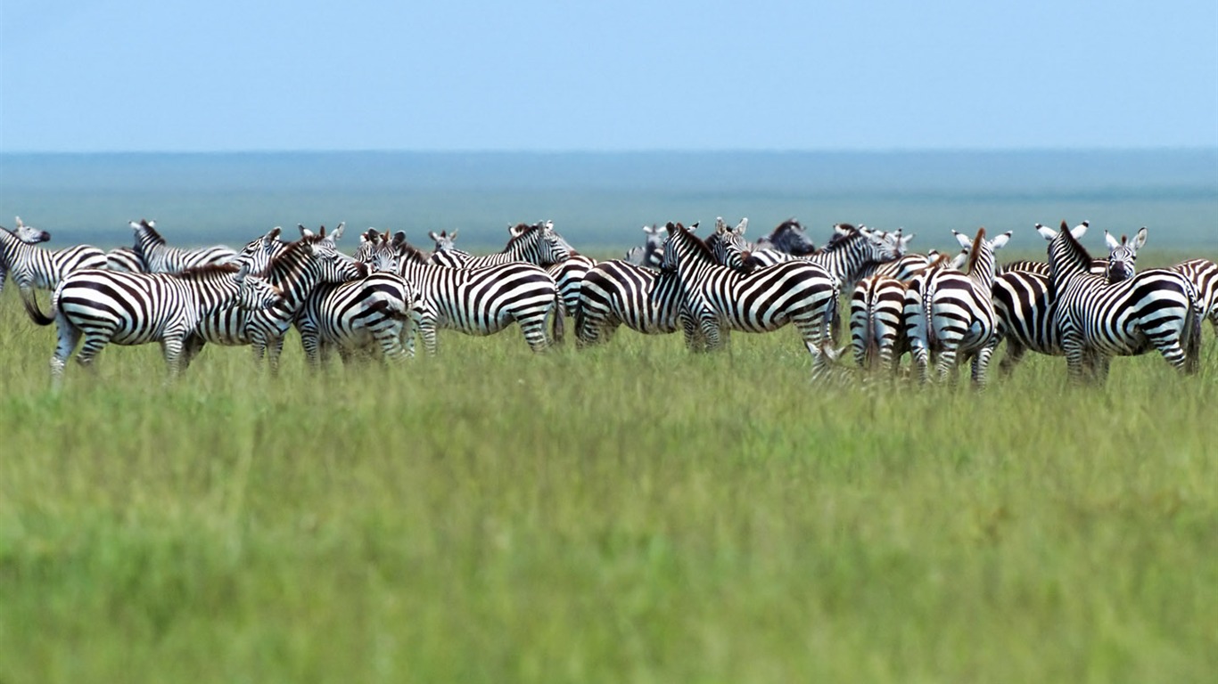 Fond d'écran photo Zebra #10 - 1366x768