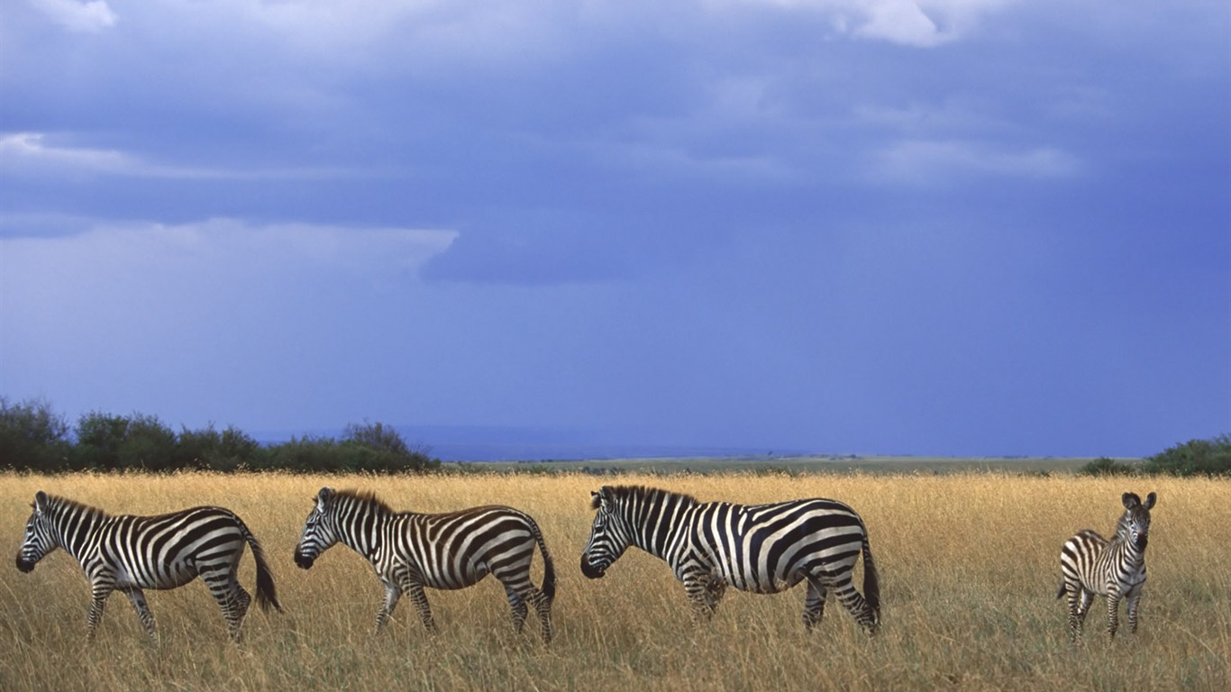 Zebra Foto Wallpaper #11 - 1366x768