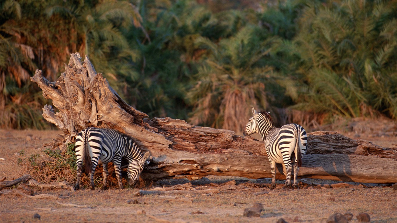 Zebra Photo Wallpaper #12 - 1366x768