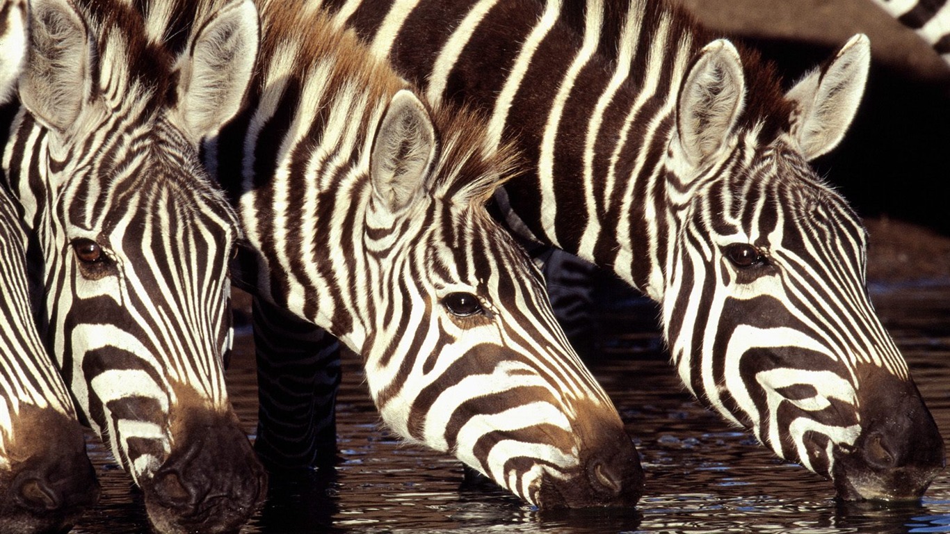 Zebra Foto Wallpaper #13 - 1366x768