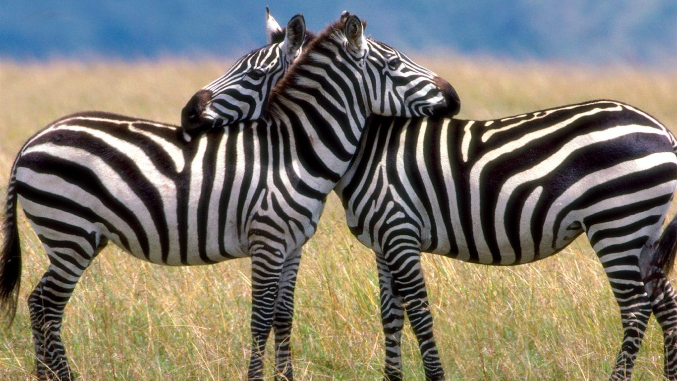 Zebra Foto Wallpaper #14 - 1366x768