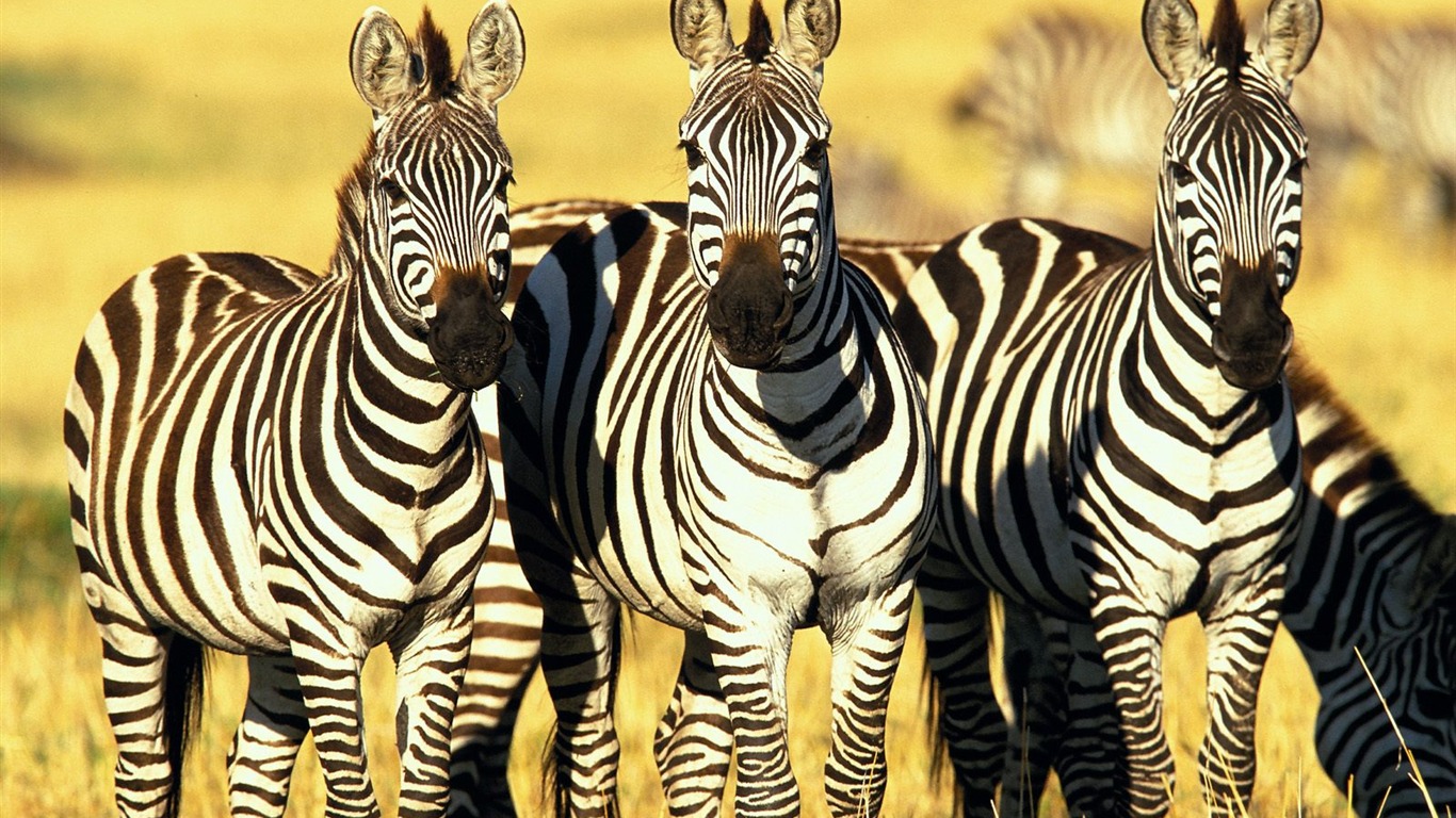 Zebra Foto Wallpaper #15 - 1366x768