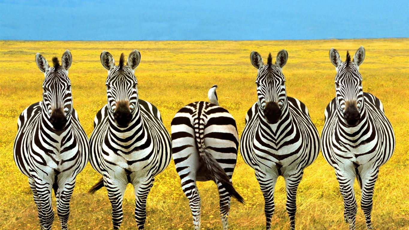 Zebra Foto Wallpaper #16 - 1366x768