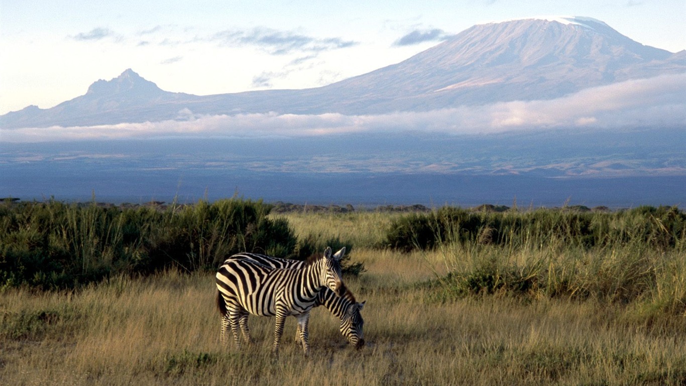 Fond d'écran photo Zebra #18 - 1366x768