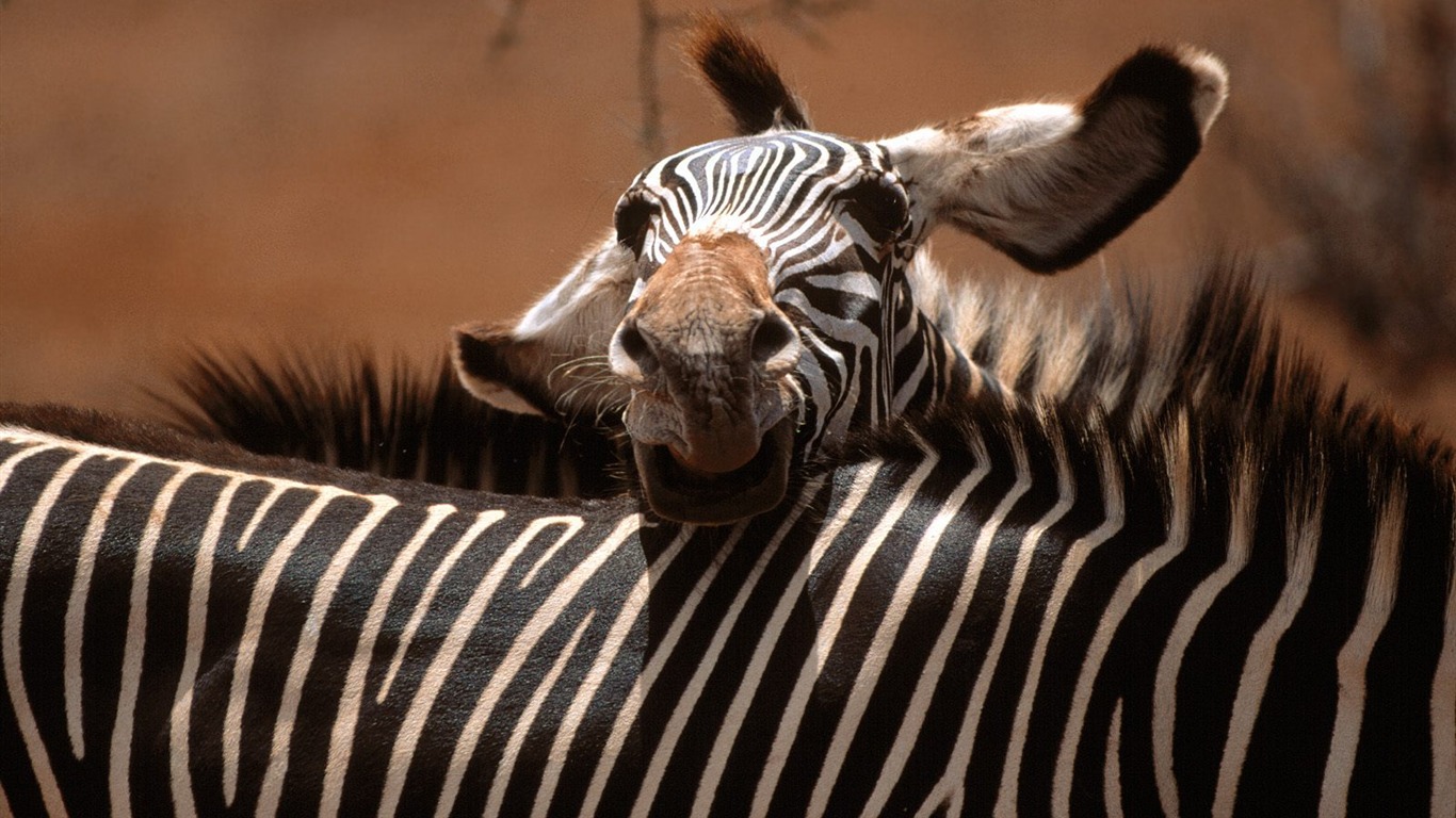 Zebra Foto Wallpaper #19 - 1366x768