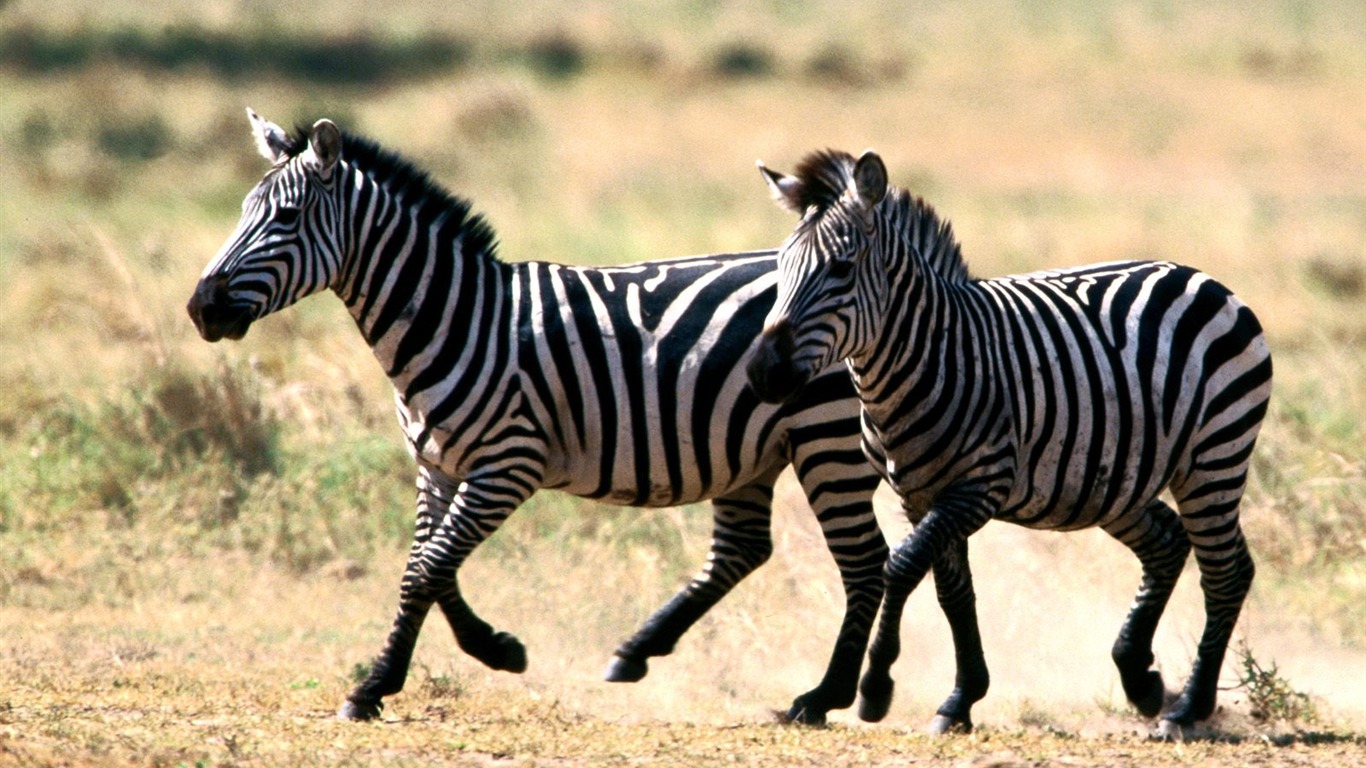 Zebra Photo Wallpaper #20 - 1366x768