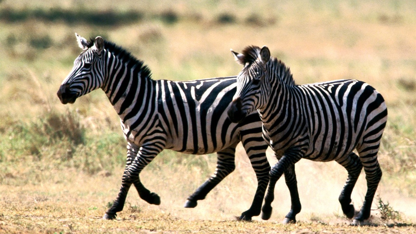 Zebra Foto Wallpaper #20 - 1366x768