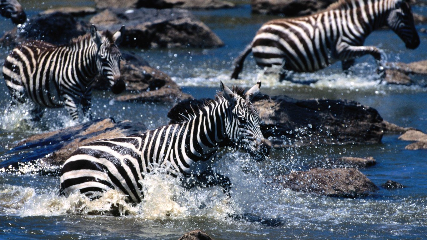 Fond d'écran photo Zebra #21 - 1366x768