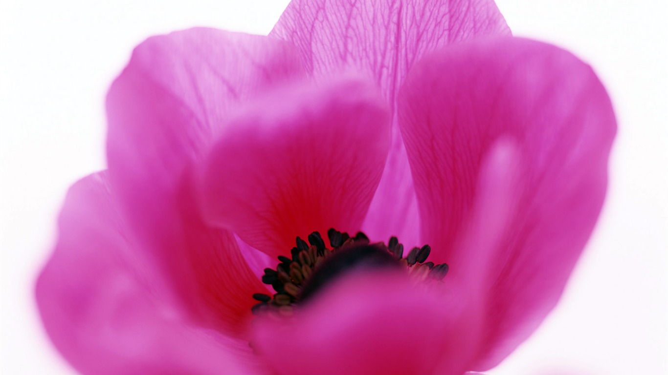 鮮花特寫(21) #4 - 1366x768