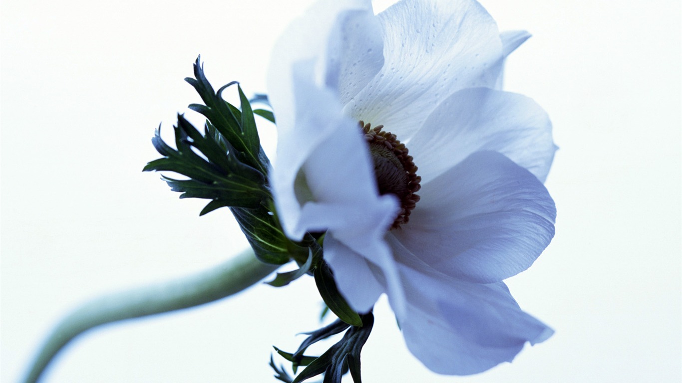 鲜花特写(21)9 - 1366x768