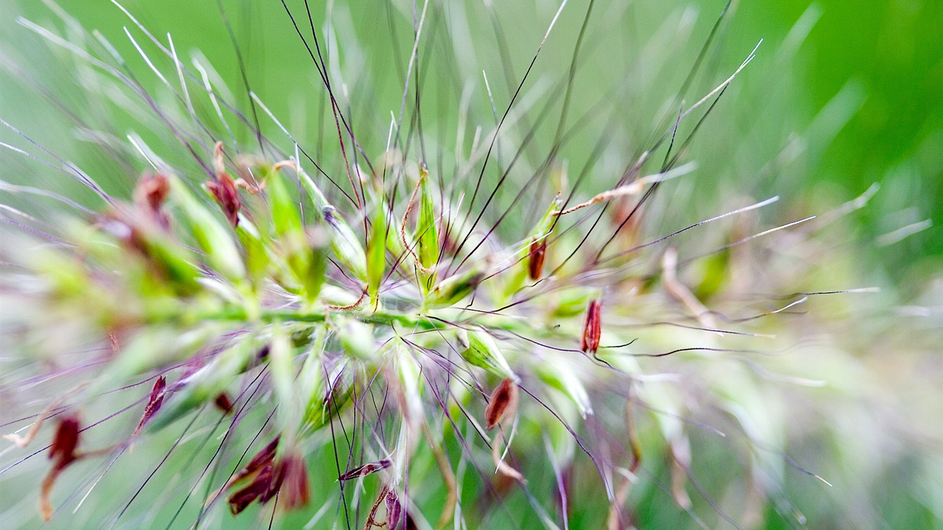 zahraniční fotografie zelených listů tapetu (2) #7 - 1366x768