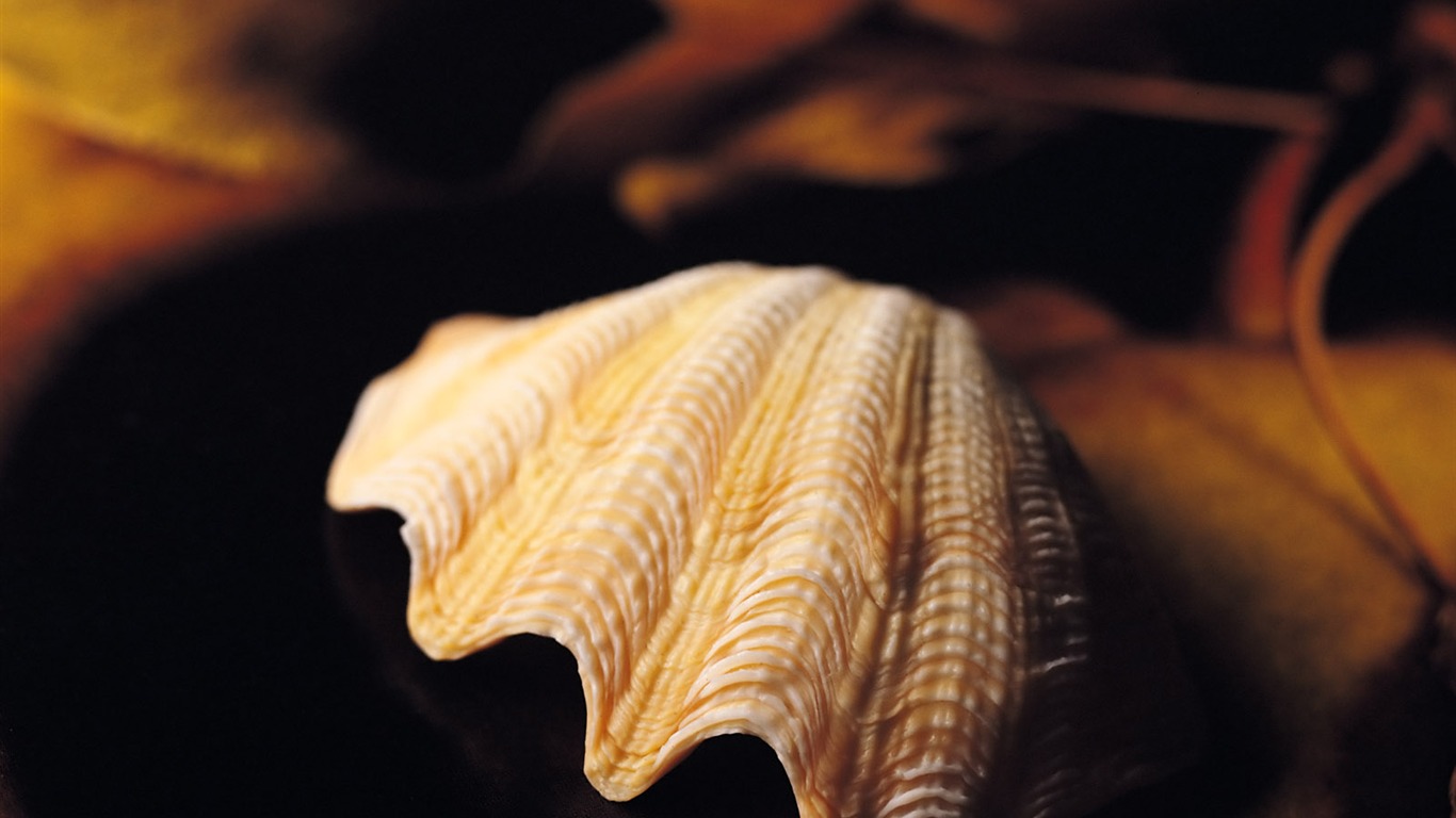 Conch Shell wallpaper album (1) #15 - 1366x768