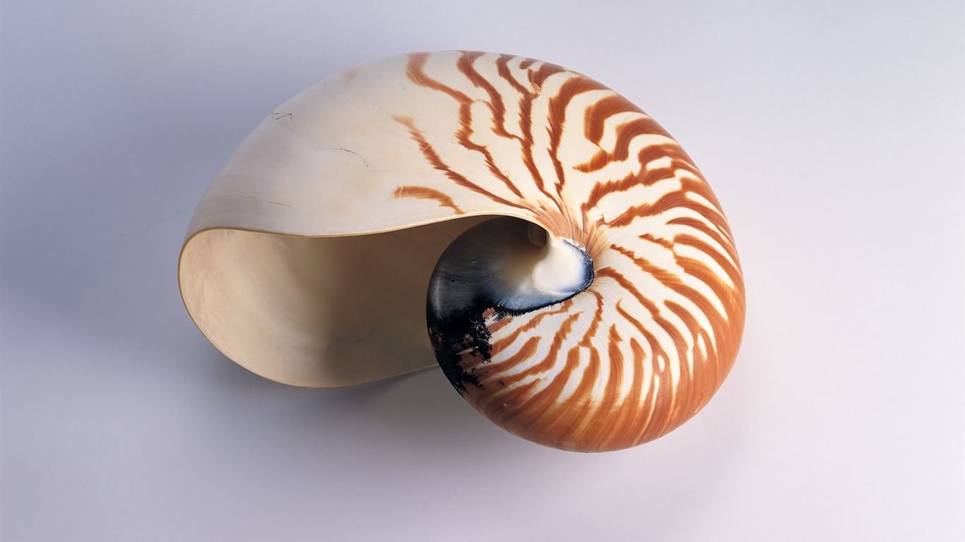 Conch Shell wallpaper album (1) #17 - 1366x768