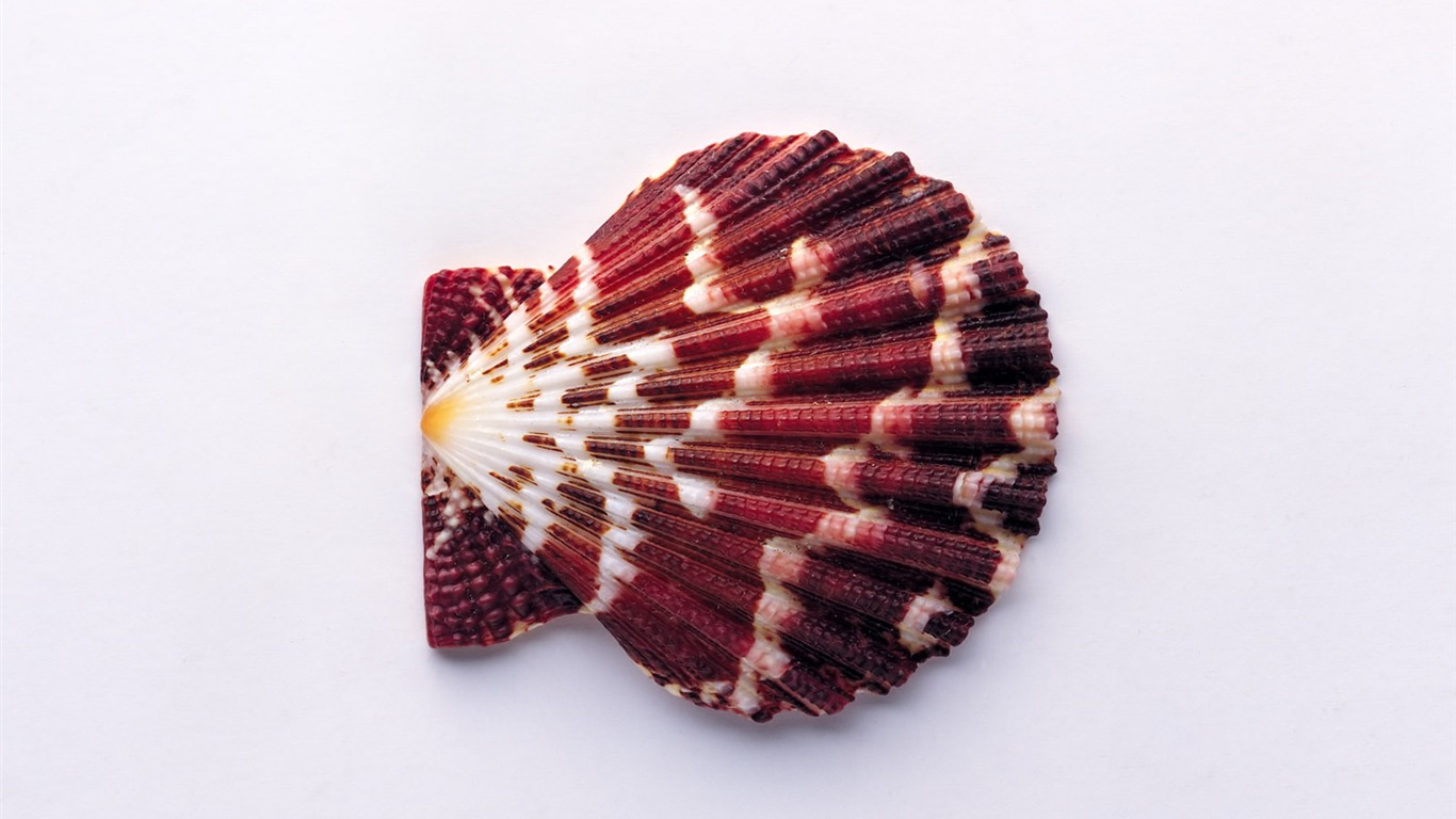 Conch Shell wallpaper album (1) #18 - 1366x768