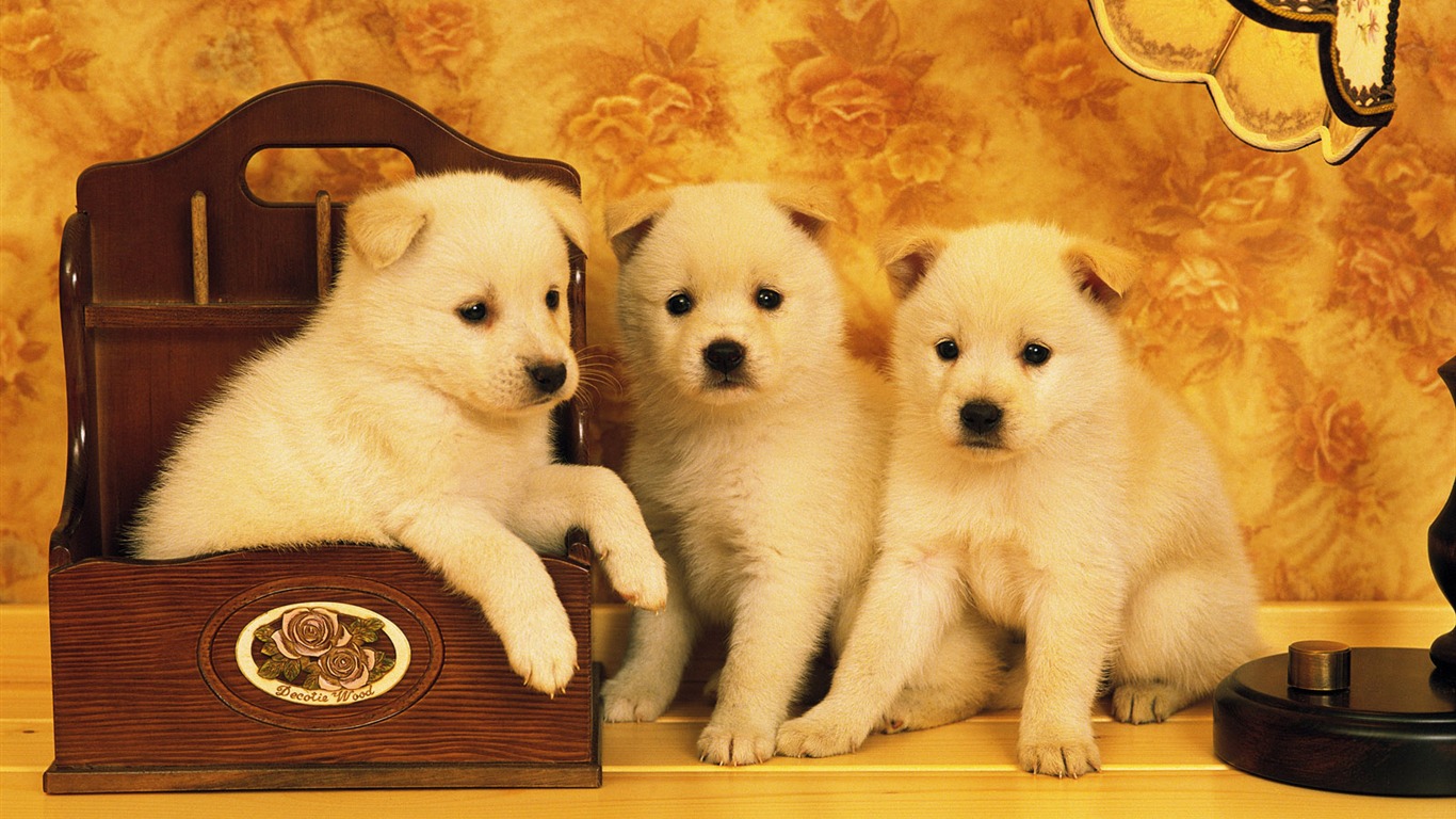 1600 dog photo wallpaper (6) #2 - 1366x768