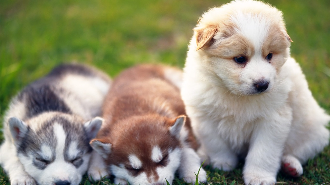 1600 dog photo wallpaper (6) #6 - 1366x768