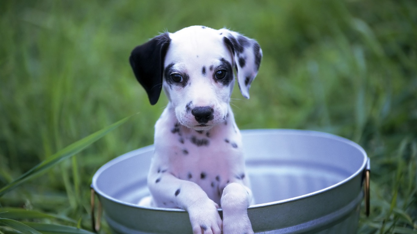 1600 dog photo wallpaper (6) #9 - 1366x768