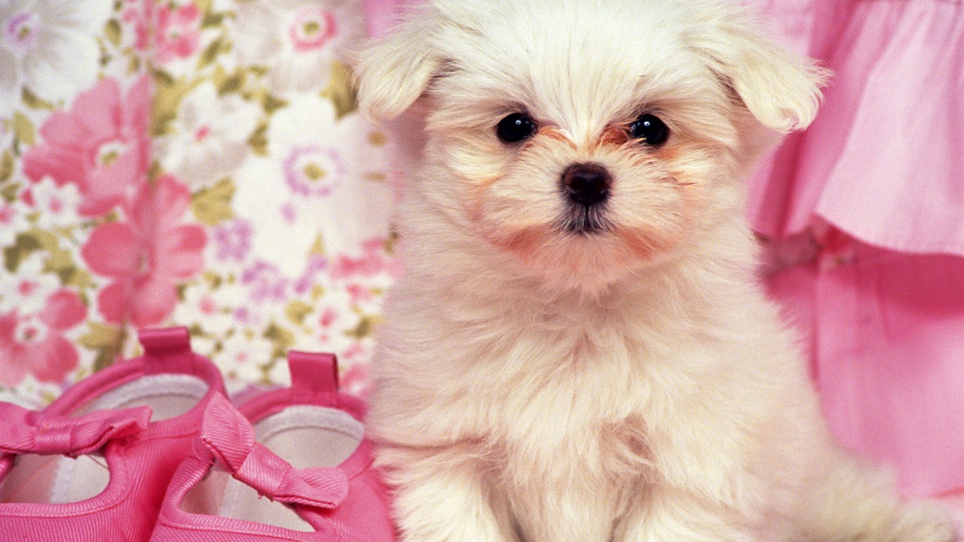 1600 dog photo wallpaper (6) #10 - 1366x768