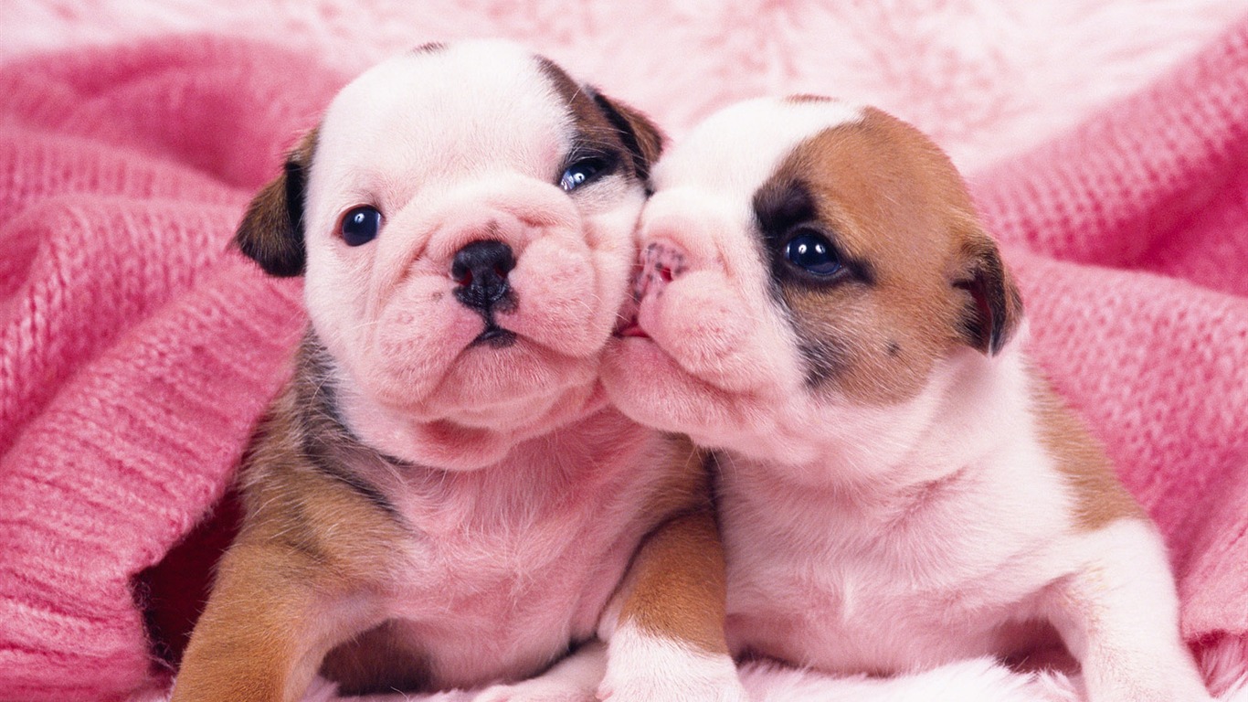 1600 pes foto tapetu (6) #16 - 1366x768