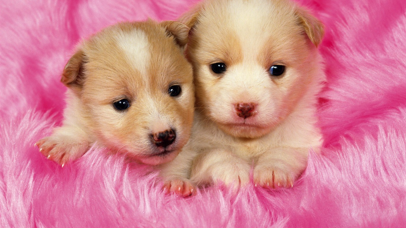 1600 pes foto tapetu (6) #17 - 1366x768