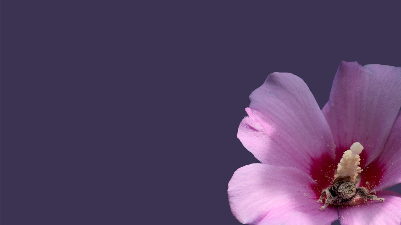 蜂花之戀壁紙專輯(三) #4 - 1366x768