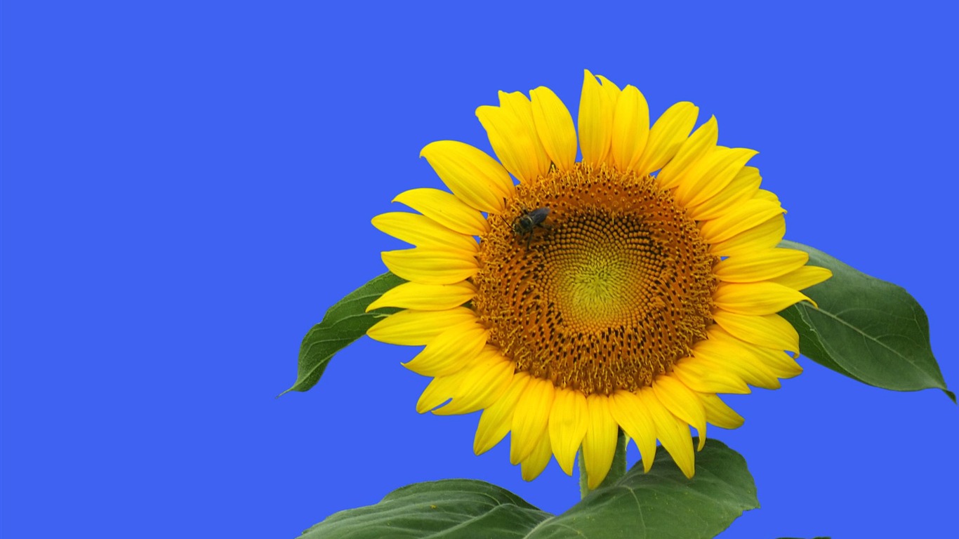 蜂花之戀壁紙專輯(三) #11 - 1366x768