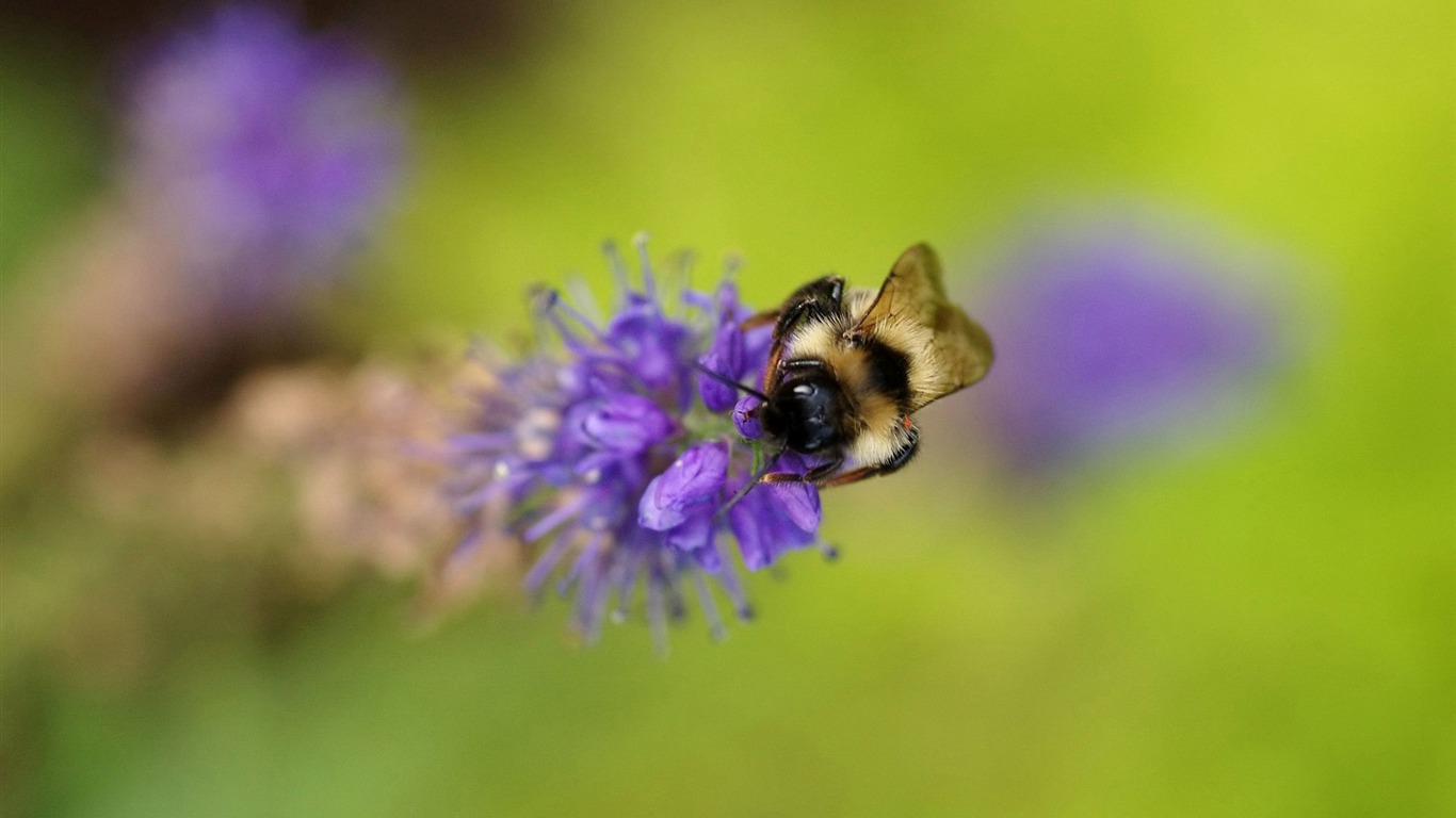 Láska Bee Květinové tapetu (3) #12 - 1366x768