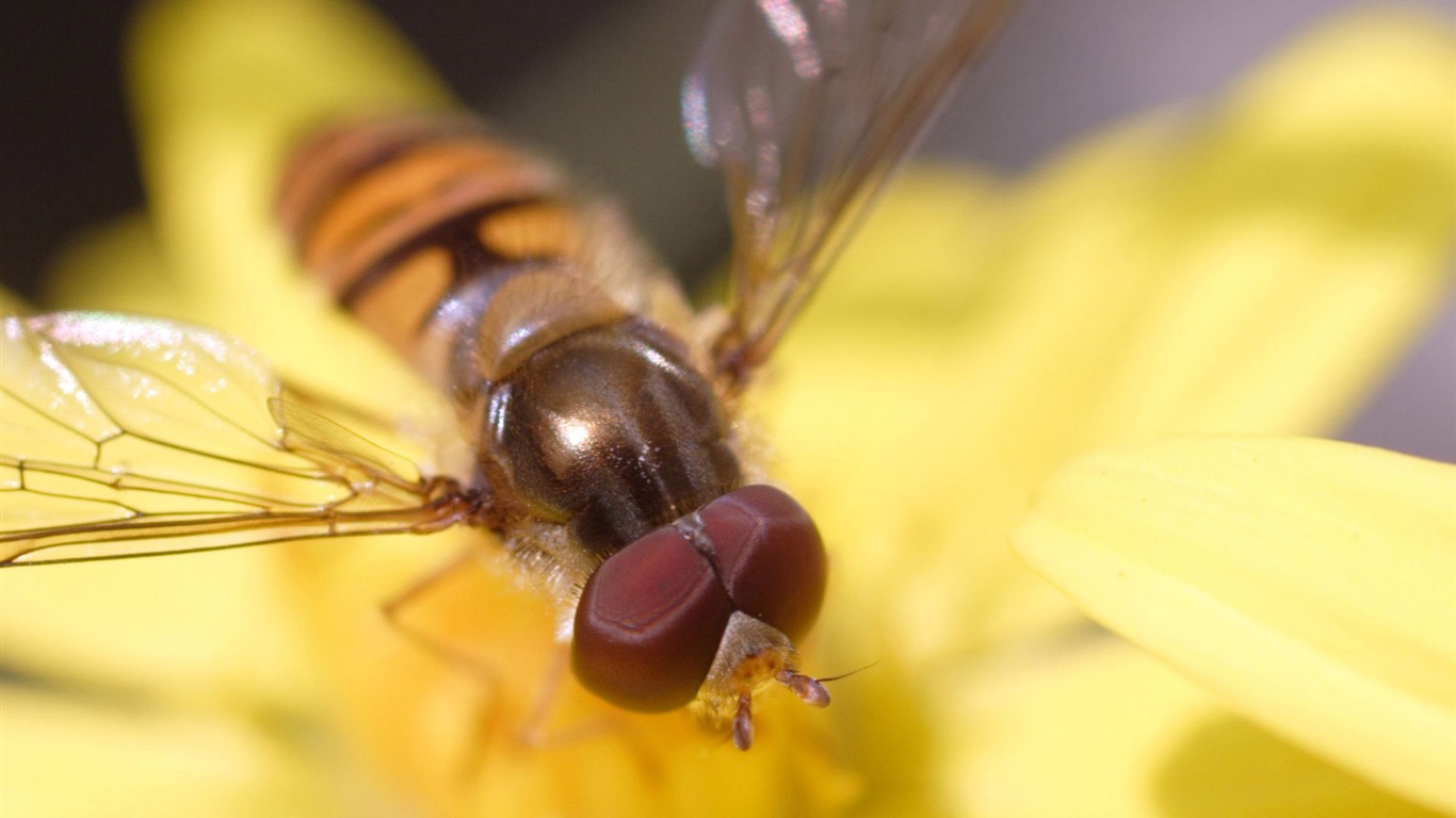 Amor Abeja Flor fondo de pantalla (3) #14 - 1366x768