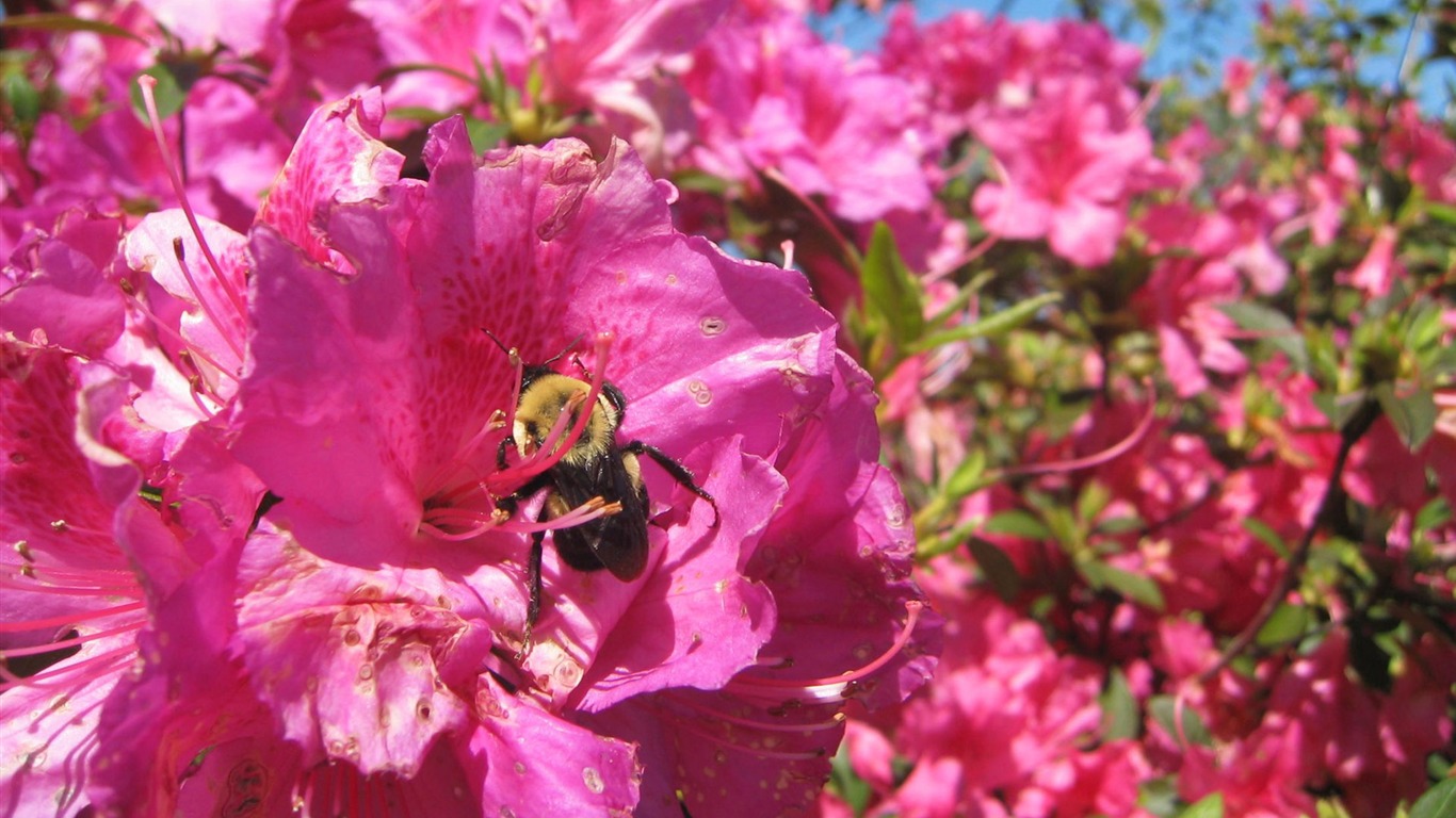 Love Bee Flower wallpaper (3) #16 - 1366x768