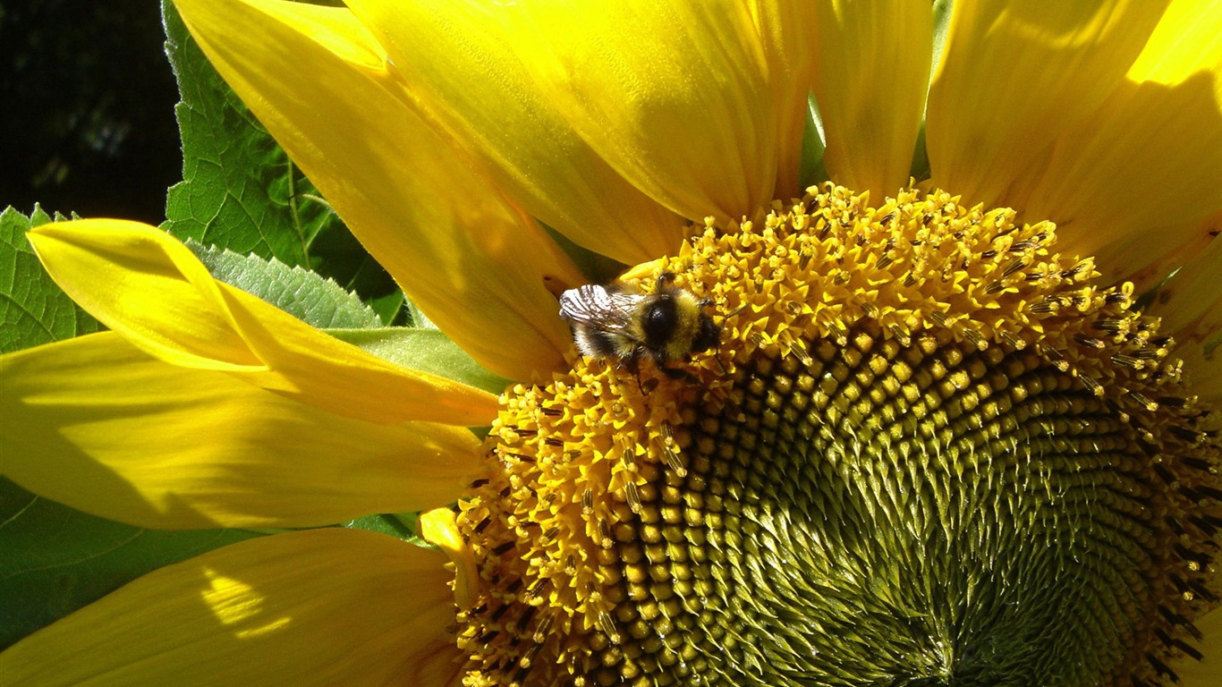 Láska Bee Květinové tapetu (3) #17 - 1366x768