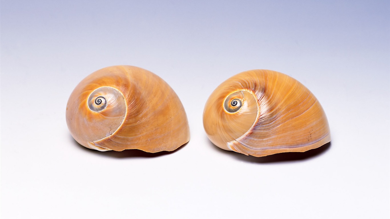 Conch Shell wallpaper album (1) #5 - 1366x768