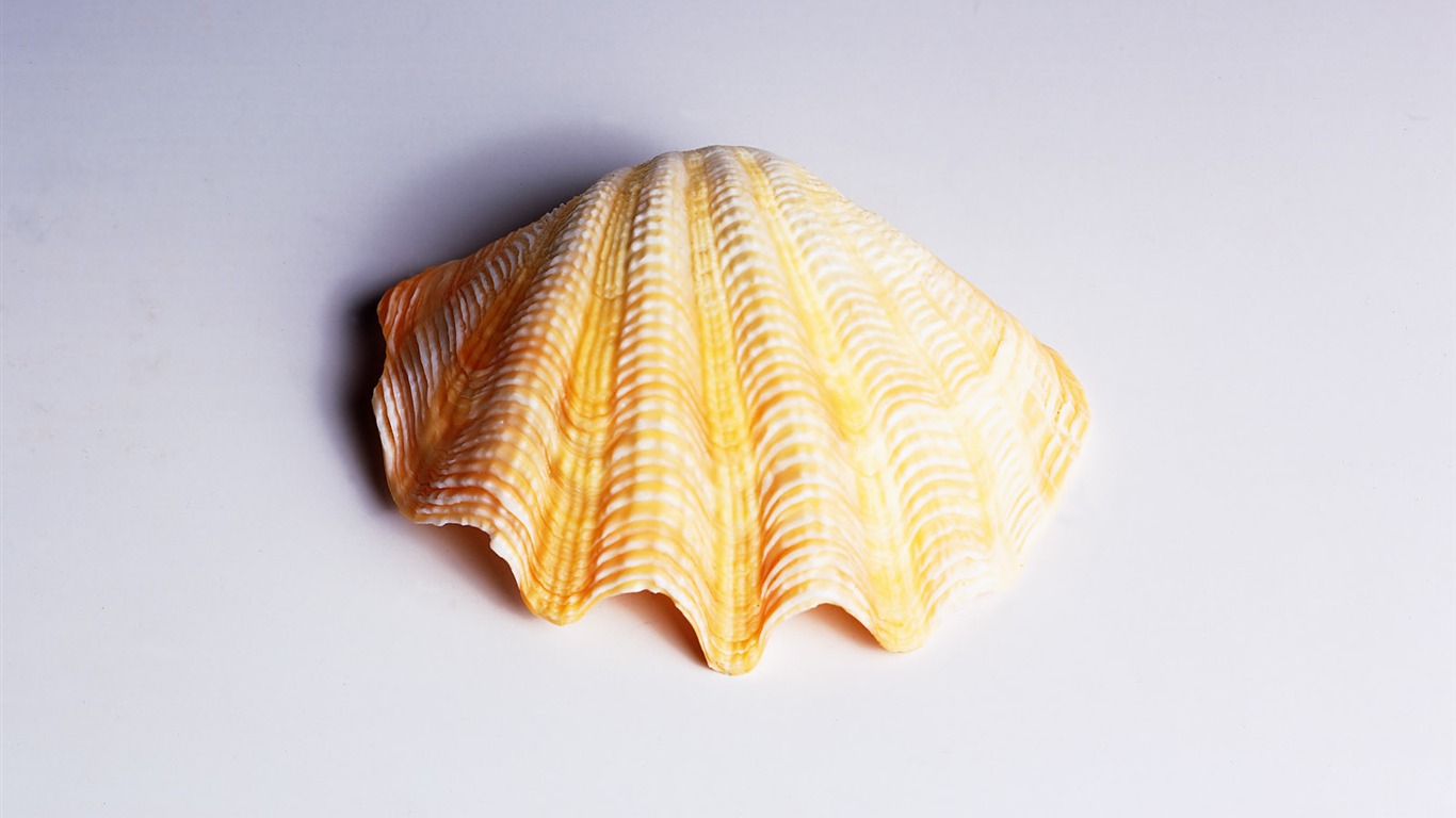 贝壳海螺壁纸专辑(一)8 - 1366x768
