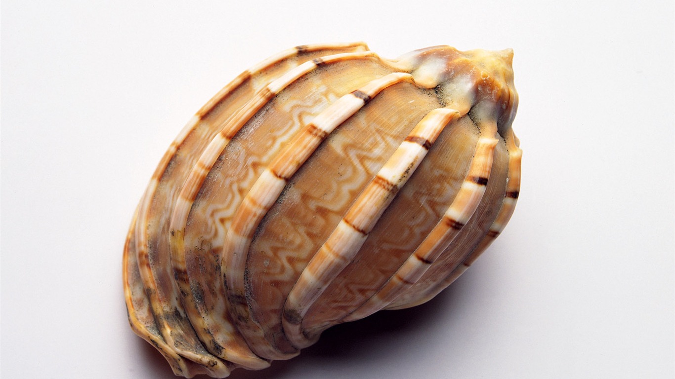 Conch Shell wallpaper album (1) #11 - 1366x768