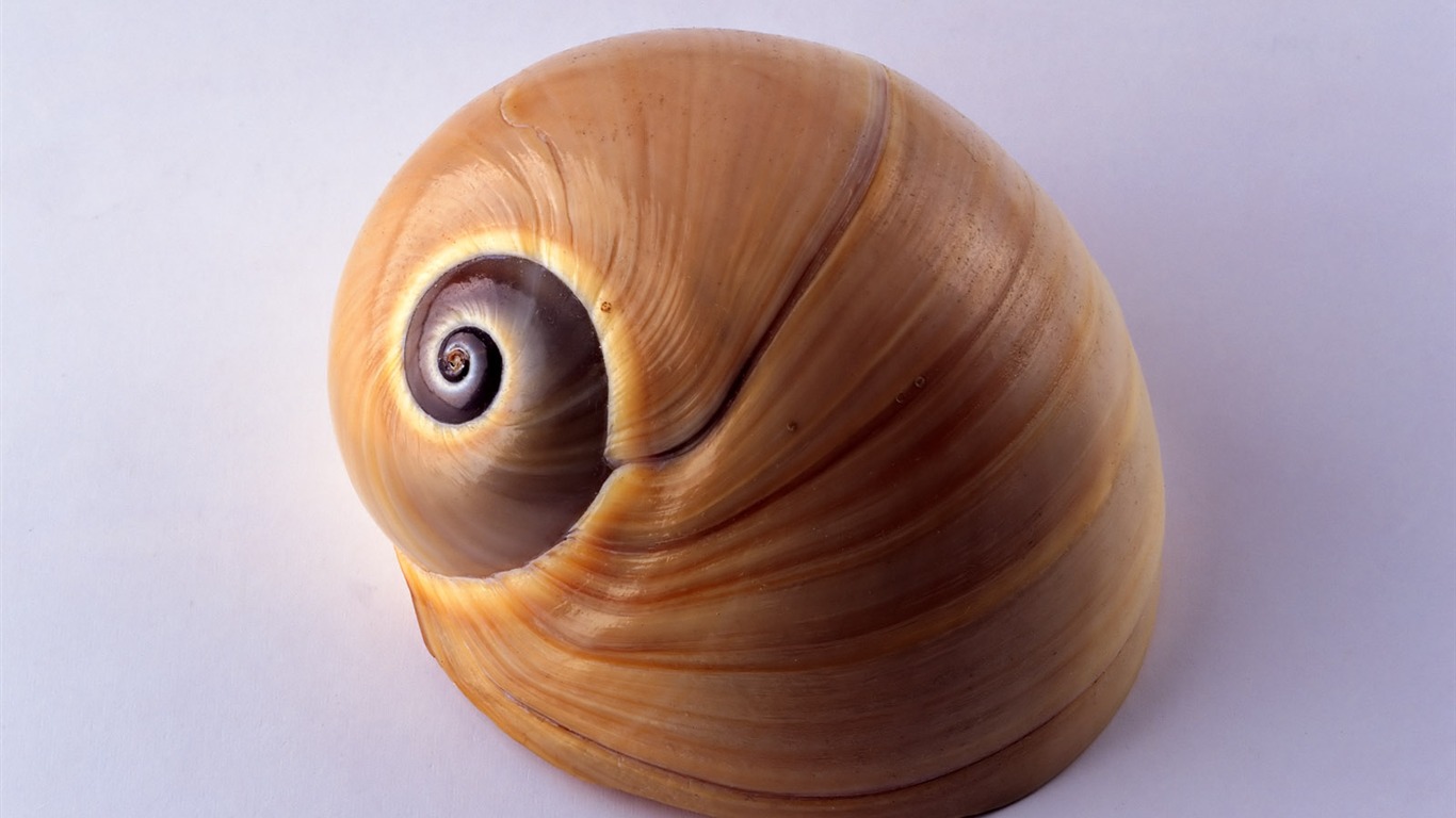 Conch Shell wallpaper album (1) #13 - 1366x768