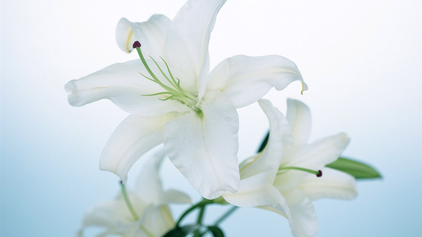 Flowers close-up (22) #8 - 1366x768