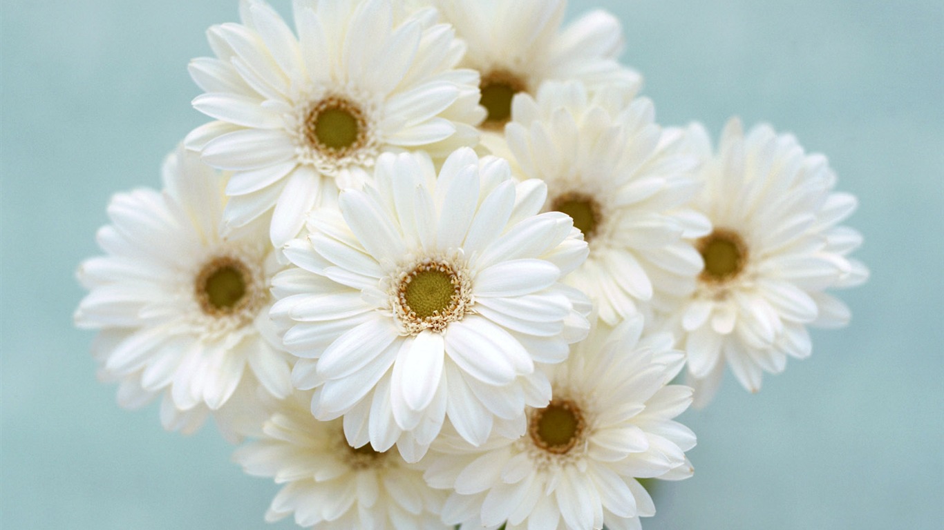 Flowers close-up (22) #9 - 1366x768