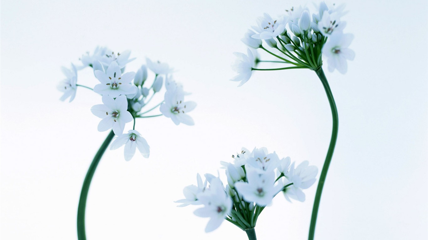 Flowers close-up (22) #10 - 1366x768