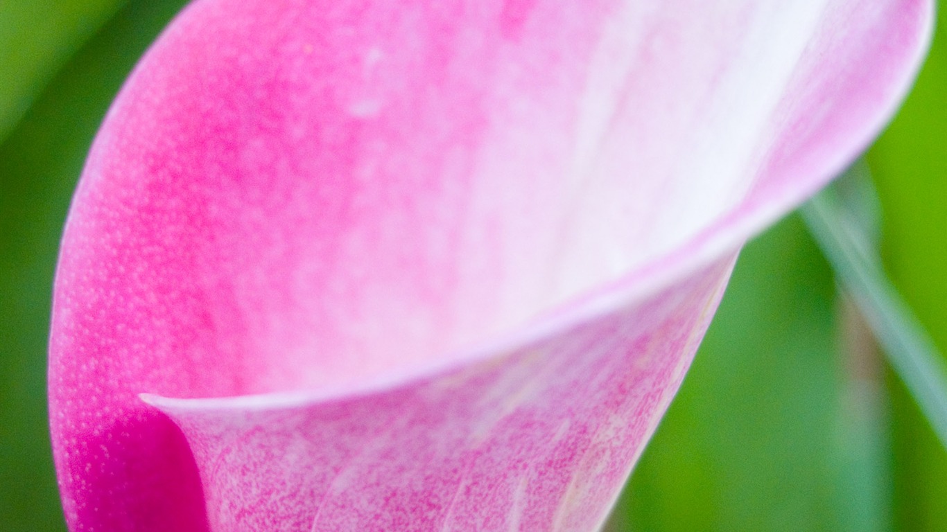 Fonds d'écran Fleurs étrangères Photographie #1 - 1366x768