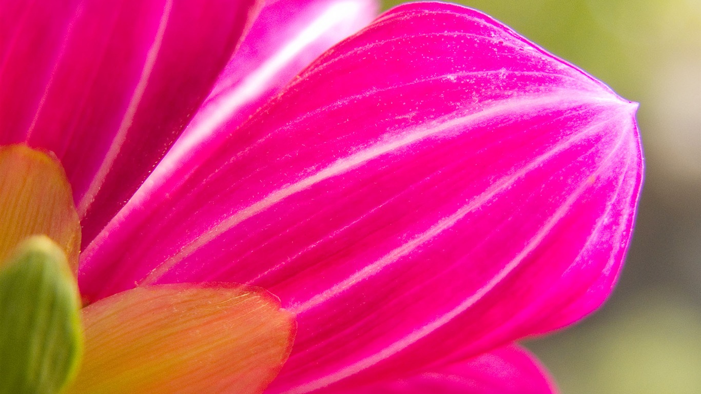 Fonds d'écran Fleurs étrangères Photographie #2 - 1366x768