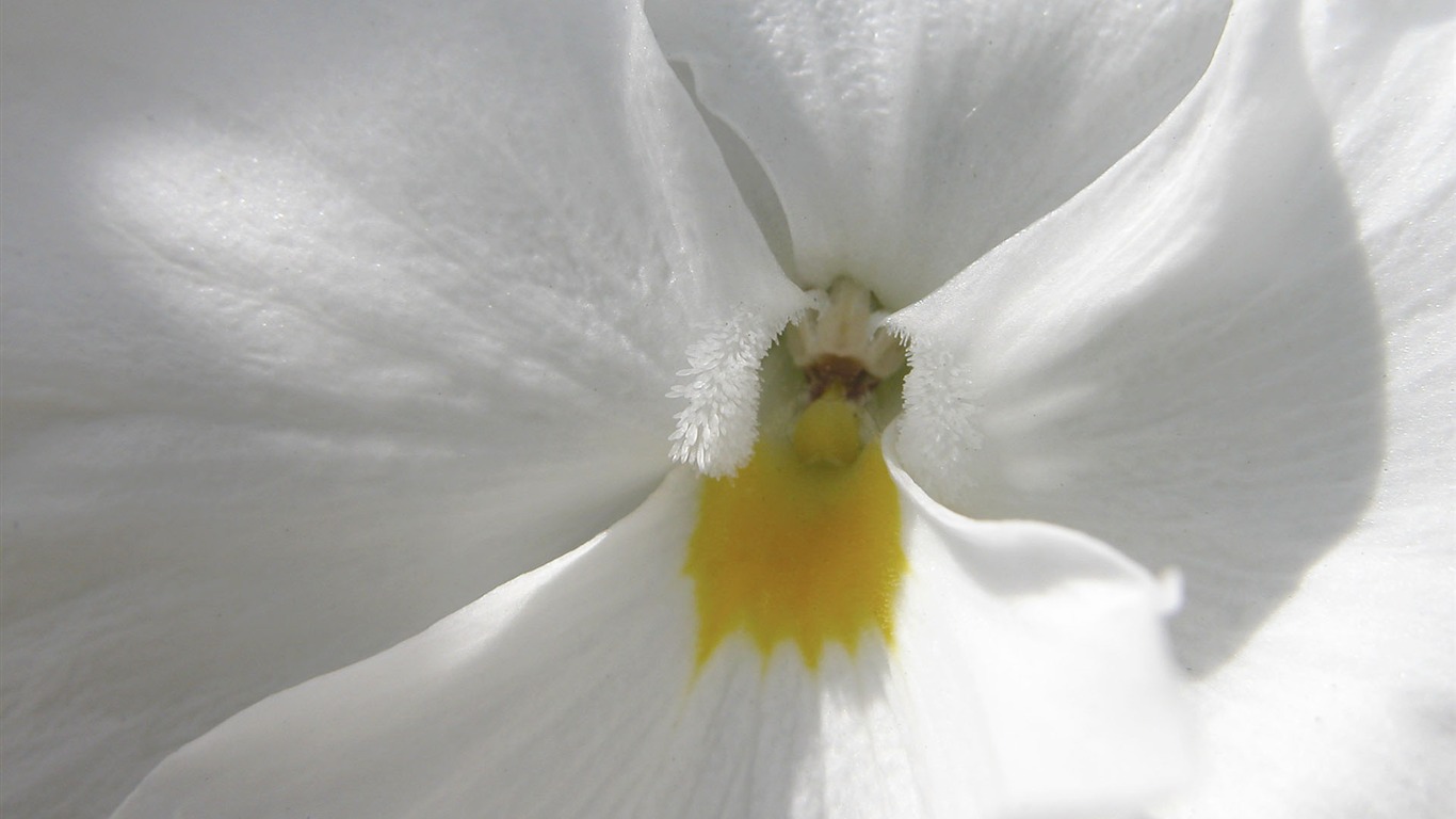 Fonds d'écran Fleurs étrangères Photographie #3 - 1366x768