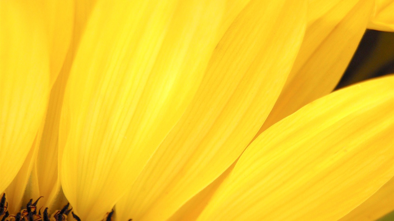 Fonds d'écran Fleurs étrangères Photographie #4 - 1366x768