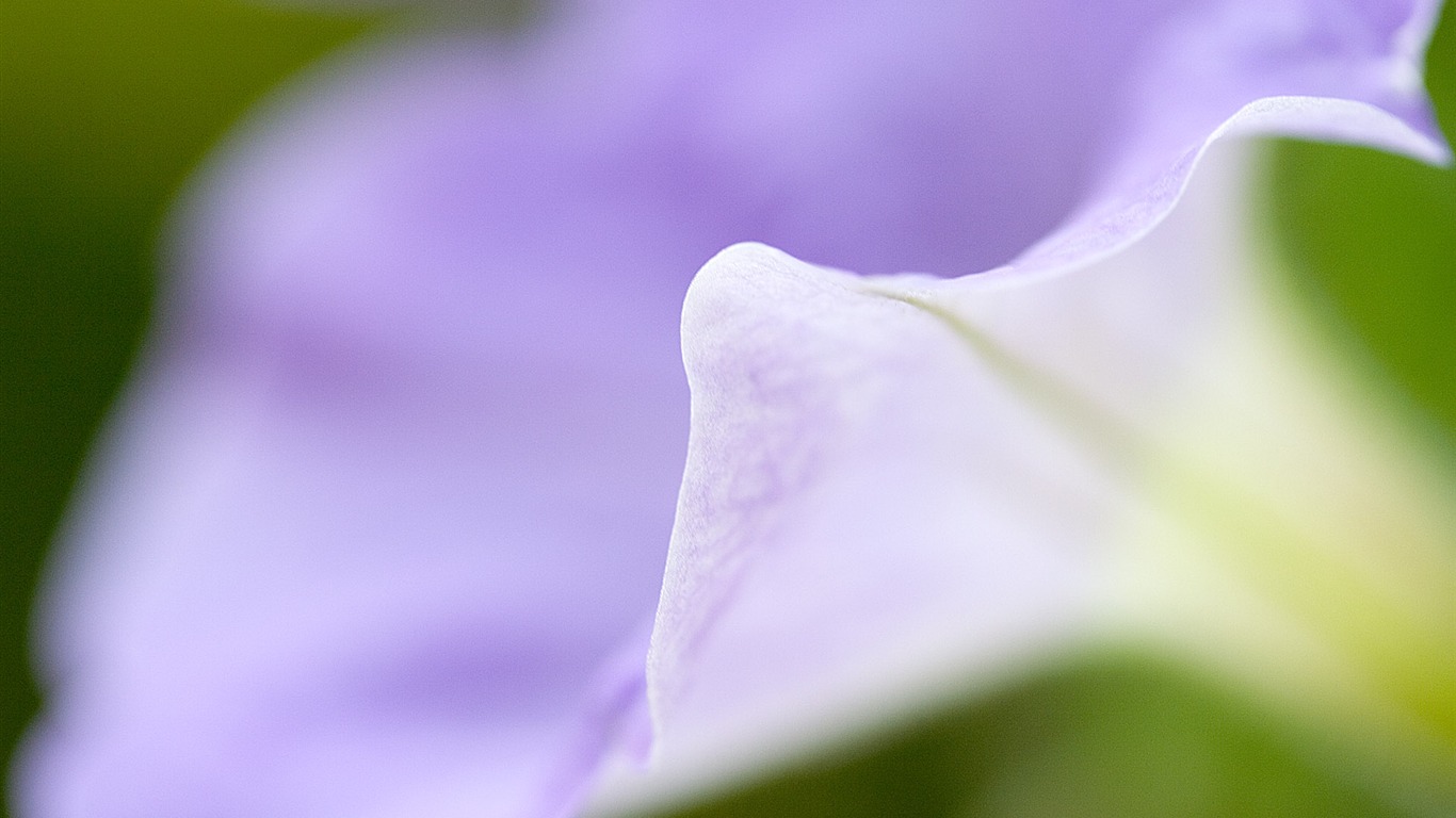 Fonds d'écran Fleurs étrangères Photographie #5 - 1366x768