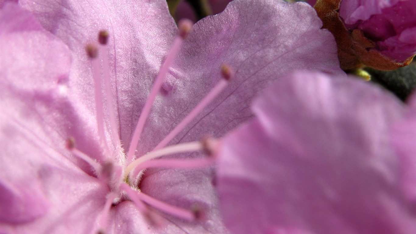 Fonds d'écran Fleurs étrangères Photographie #10 - 1366x768