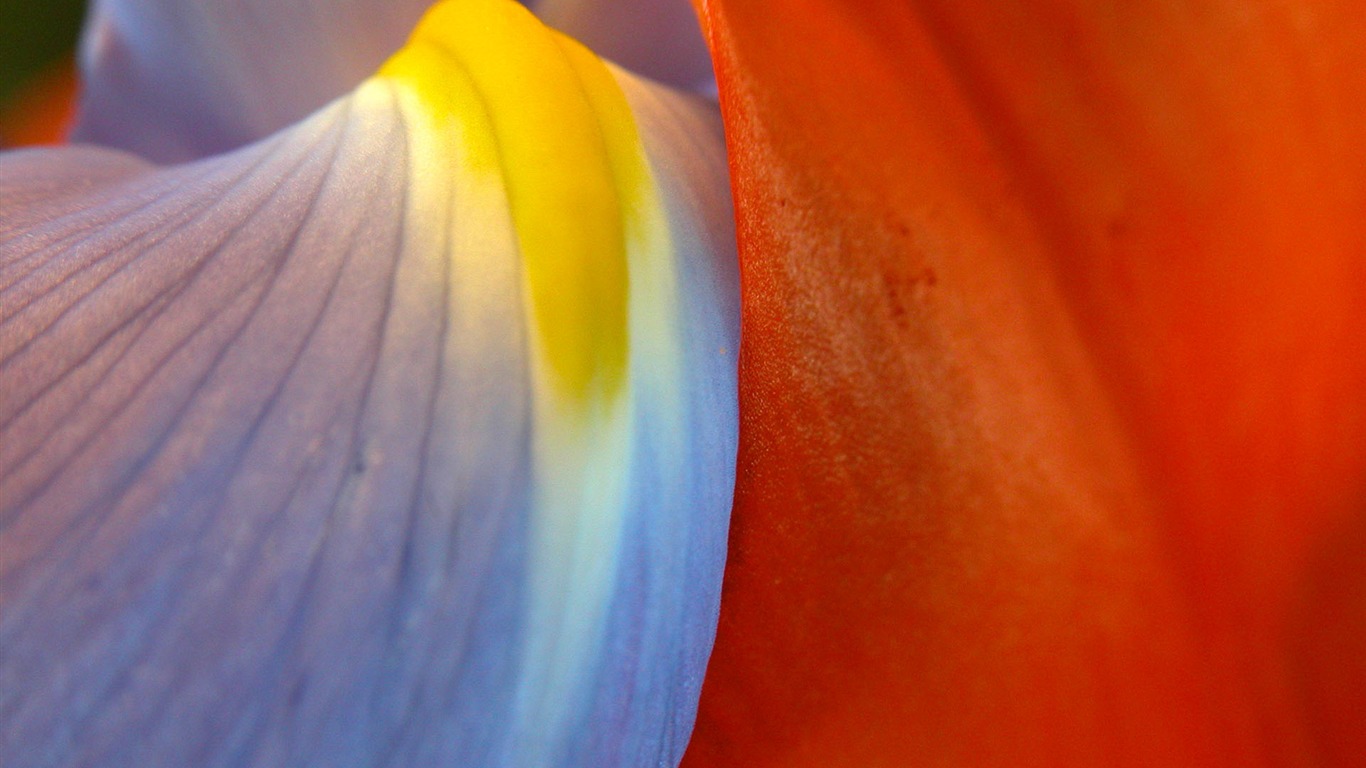 Fonds d'écran Fleurs étrangères Photographie #12 - 1366x768