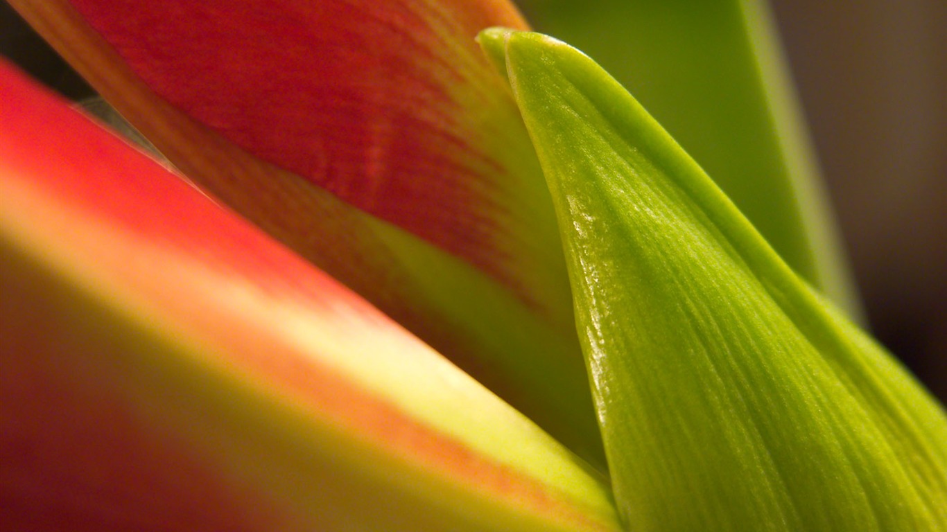 Fonds d'écran Fleurs étrangères Photographie #13 - 1366x768