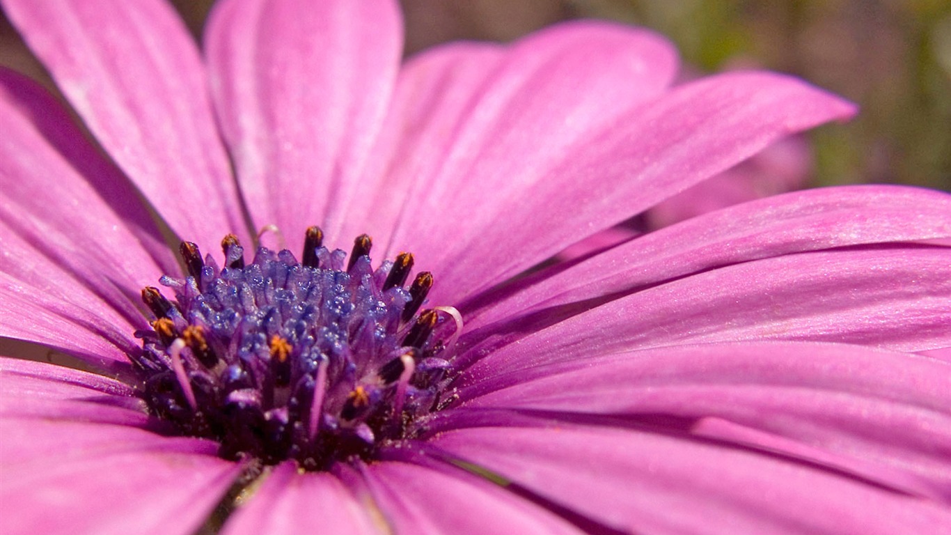 国外摄影 鲜花壁纸14 - 1366x768