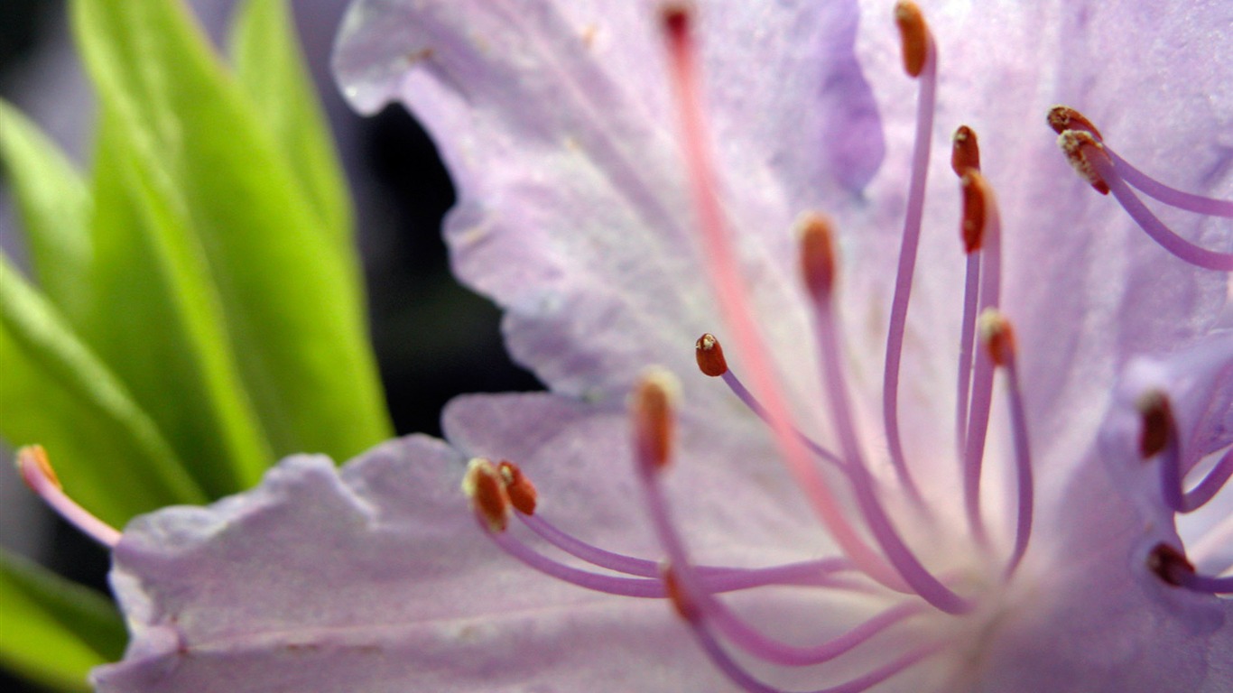 Fonds d'écran Fleurs étrangères Photographie #15 - 1366x768