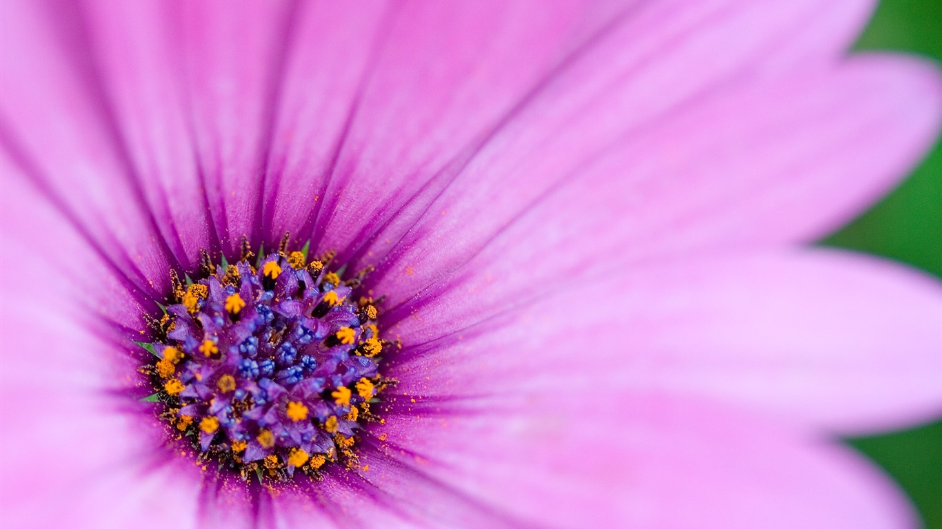 Fonds d'écran Fleurs étrangères Photographie #16 - 1366x768