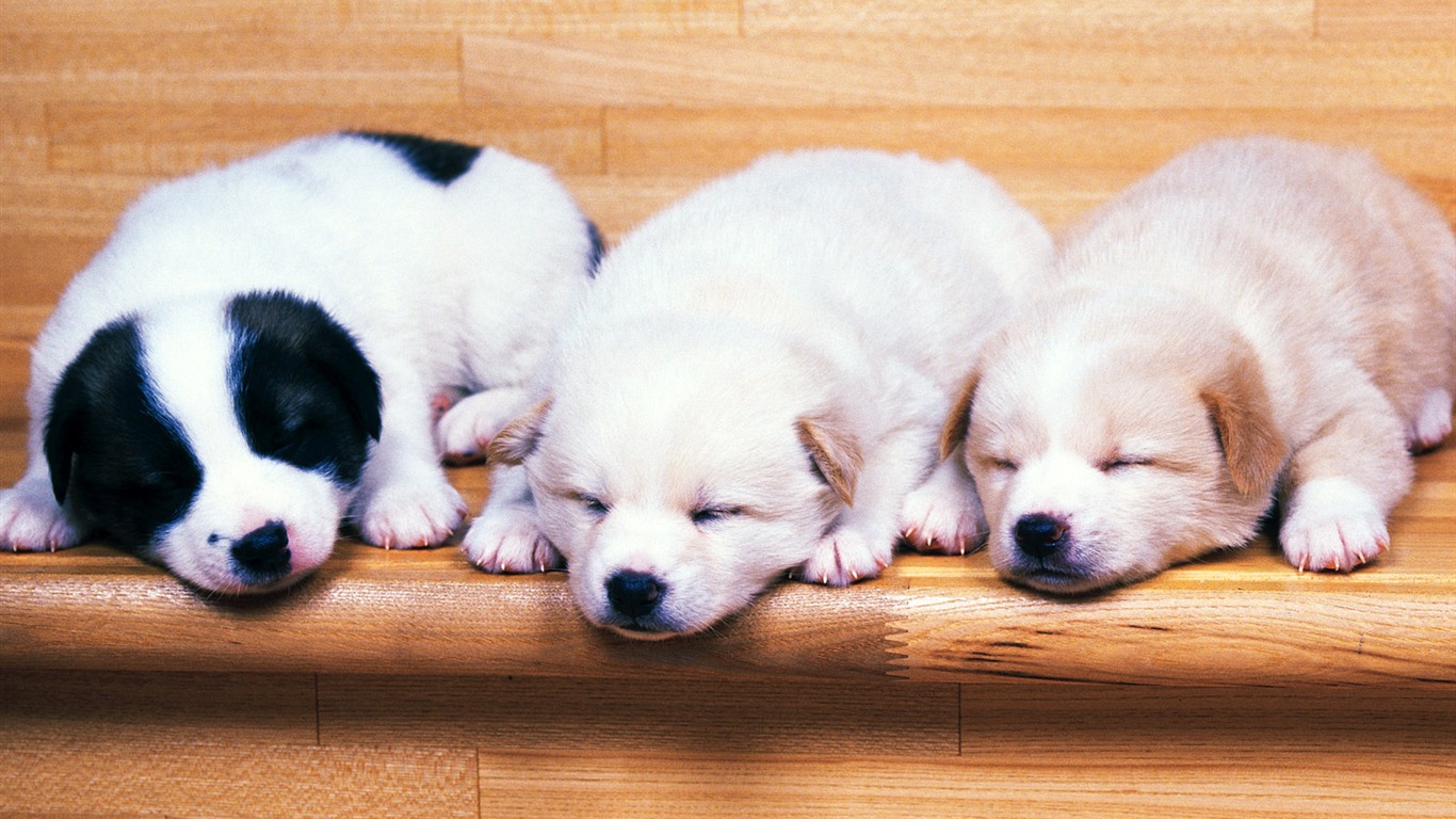 1600 pes foto tapetu (7) #6 - 1366x768