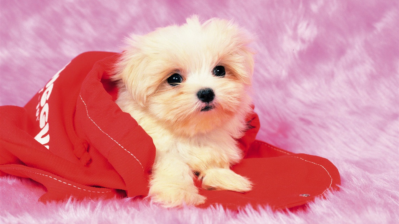 1600 pes foto tapetu (7) #8 - 1366x768